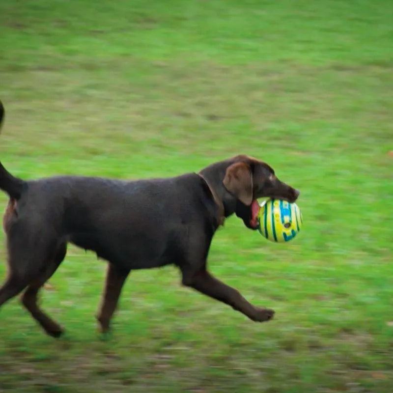 The Wobble Wag Giggle Ball
